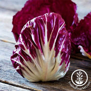 Radicchio Seeds - Palla Rosa