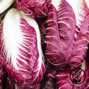 Radicchio Seeds - Rouge de Verona