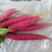 Radish Seeds - Bartender Mammoth