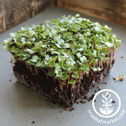 Radish Seeds - Bartender Mammoth - Microgreens