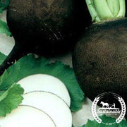 Radish Seeds - Black Spanish Round - Organic