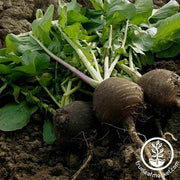 Radish Seeds - Black Spanish Round