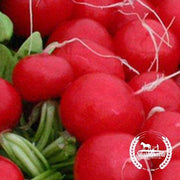 Radish Seeds - Champion - Organic