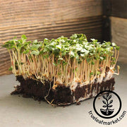 Radish - Champion - Microgreens Seeds