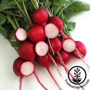 Radish Seeds - Crimson Giant