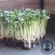 Radish Seeds - Microgreen - Daikon Minowase (Organic)