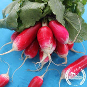 Radish Seeds - French Breakfast - Organic