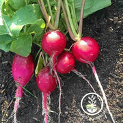 Radish Seeds - German Giant