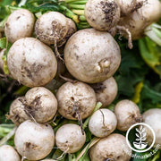 Radish Seeds - Hailstone