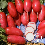 Radish Seeds - Lady Slipper