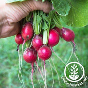 Radish Seeds - Pink Beauty