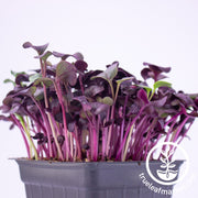 Radish - Purple - Microgreens Seeds