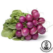 Radish Seeds - Purple Plum