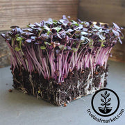 Radish - Rambo (Organic) - Microgreens Seeds