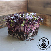 Radish Seeds - Microgreen - Sango Purple