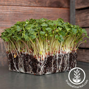 Radish - Sparkler - Microgreens Seeds