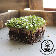 Radish - China Rose (Organic) - Microgreens Seeds