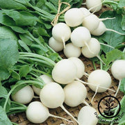 Radish Seeds - White Beauty