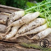 Radish Seeds - White Icicle