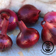 Onion Seeds - Intermediate - Red Cipollini