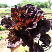 Lettuce Seeds - Red Romaine