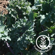 Kale Seeds - Red Ursa