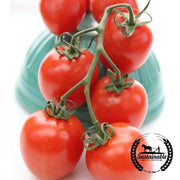 Tomato Seeds - Paste - Roma (Organic)