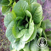 Lettuce Seeds - Romaine - Parris Island Cos