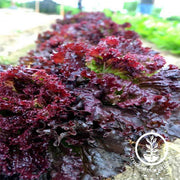 Lettuce Seeds - Leaf - Ruby Red