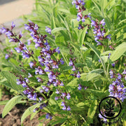 Sage Seeds - Broad Leaved