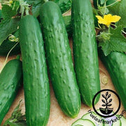 Cucumber Seeds - Saladmore Bush Hybrid F1