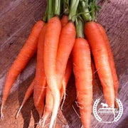 Carrot Seeds - Scarlet Nantes (Organic)