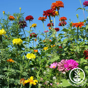Annual Cut Flower Mix Seeds