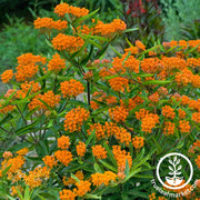 Asclepias Seeds - Butterfly Milkweed