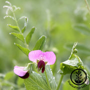 Austrian Field Pea