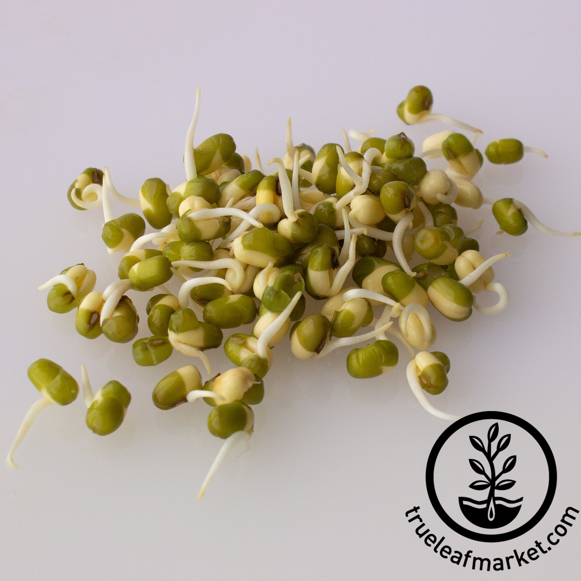 Mung Bean - Organic - Bulk Wholesale Sprouting Seeds
