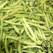 Bean Seeds - Pole - Kentucky Wonder Brown