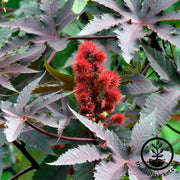 Ricinus Seeds - Castor Bean