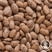 Bean Seeds - Shell - Pinto