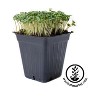 Broccoli - Microgreens Seeds