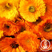 Calendula Seeds - Pacific Beauty Mixture