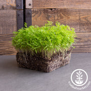 Carrot - Microgreens Seeds
