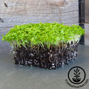 Celery Microgreens Seeds