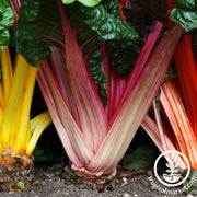 Swiss Chard Seeds - Bright Lights