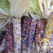 Corn Seeds - Popcorn - Glass Gem