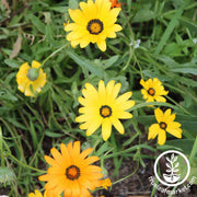 Dimorphotheca Seeds - Mixed Colors