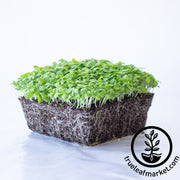 Chrysanthemum Seeds - Broad Leaf, Edible - Microgreens