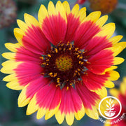 Gaillardia Seeds - Blanket Flower