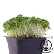 Green Cabbage Microgreens Seeds