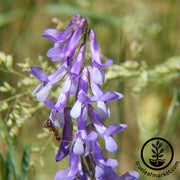 Hairy Vetch - Cover Crop Seeds